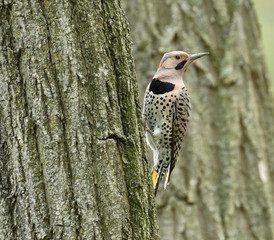 Northern Flicker