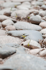 Grass in stones close-up
