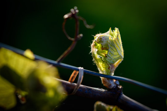 Bourgeon de vigne en gros plan &agrave; la lumi&egrave;re dor&eacute;e.