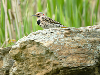 Northern Flicker