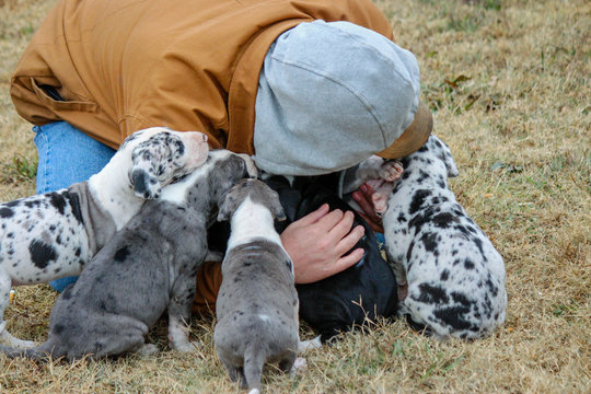 Great Dane puppies enjoying getting petting