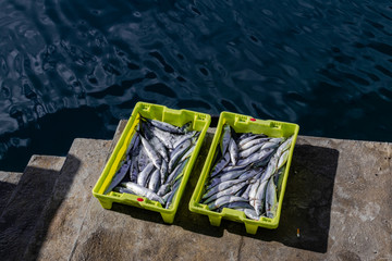 Atlantic mackerel (Scomber scombrus), in a yellow plastic box, in a port close to the water