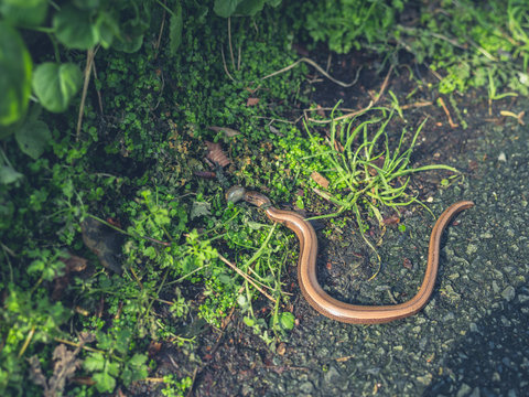 Slow worm eating a slug