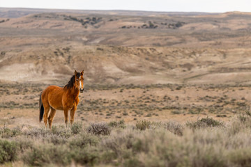 Wild Mustang on the Colorado High Plains