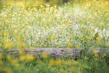 white and yellow flowers