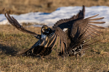 Greater Sage Grouse on Breeding Lek in Colorado