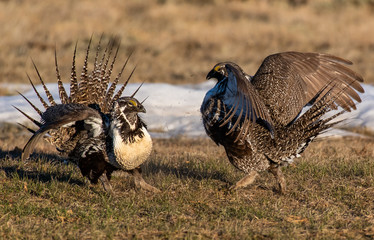 Greater Sage Grouse on Breeding Lek in Colorado