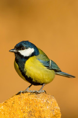 Cute colorful bird. Yellow orange nature background. Common Bird: Great tit.