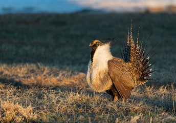 Greater Sage Grouse on Breeding Lek in Colorado