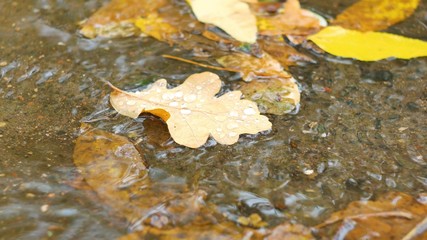 Closeup of maple leaves at the autumn drifting on water