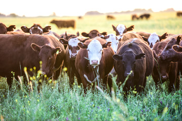 Intensive breeding of cows, Argentine meat production