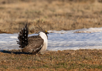 Greater Sage Grouse on Breeding Lek in Colorado