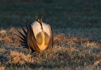 Greater Sage Grouse on Breeding Lek in Colorado