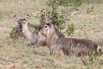 Wasserbock / Waterbuck / Kobus ellipsiprymnus