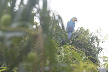 guacamayas season