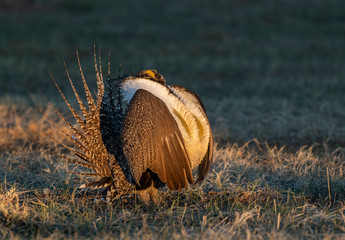 Greater Sage Grouse on Breeding Lek in Colorado