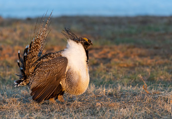 Greater Sage Grouse on Breeding Lek in Colorado