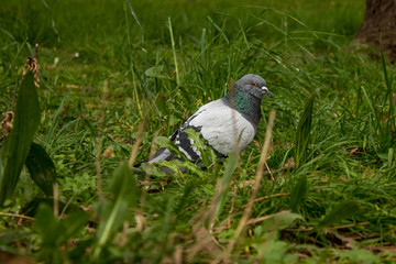 Pigeon walking on green grass