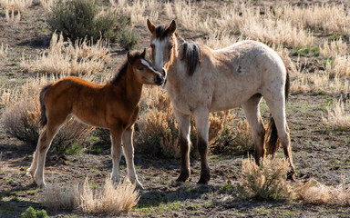 Naklejka na ściany i meble Wild Mustang Mother and Foal on the High Plains of Colorado