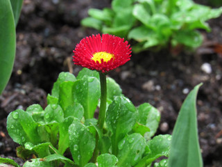 Small Red Flower