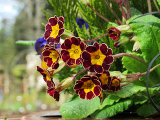 Red and Yellow Flowers
