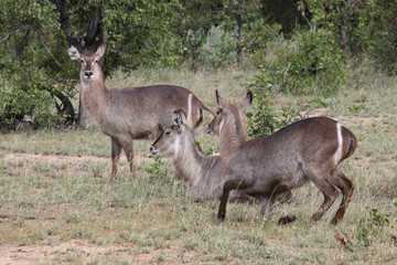 Wasserbock / Waterbuck / Kobus ellipsiprymnus