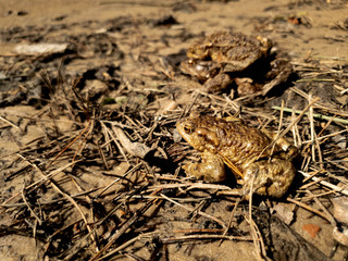 Frog on the ground close-up. Frog in the forest on the ground.
