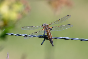 Four spotted chaser on a barbed wire fence. Close up shot of this magnificent dragonfly .