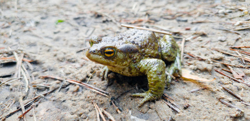 Frog on the ground close-up. Frog in the forest on the ground.