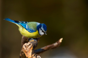 Cute colorful bird. Nature background. Common bird: Eurasian Blue Tit. Cyanistes caeruleus.