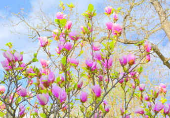 Obraz na płótnie Canvas Nice flowers in the garden in spring, in a sunny day. Green landscape
