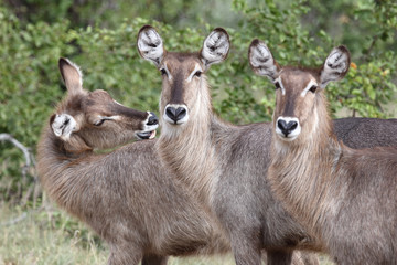 Wasserbock / Waterbuck / Kobus ellipsiprymnus