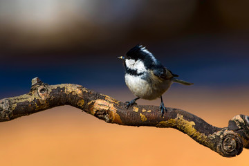Obraz premium Cute little bird. Natural background. Bird: Coal Tit. Periparus ater.