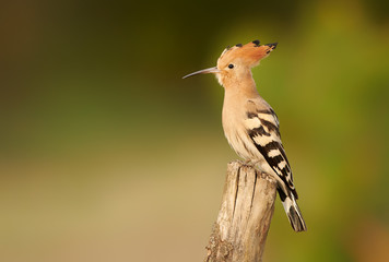 Eurasian Hoopoe or Common hoopoe (Upupa epops)