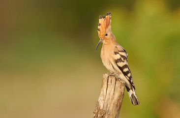 Eurasian Hoopoe or Common hoopoe (Upupa epops)