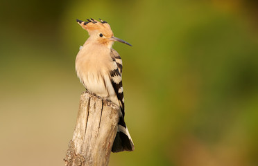 Eurasian Hoopoe or Common hoopoe (Upupa epops)