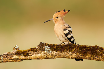 Eurasian Hoopoe or Common hoopoe (Upupa epops) © Piotr Krzeslak