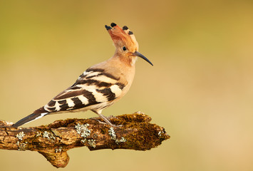 Eurasian Hoopoe or Common hoopoe (Upupa epops) © Piotr Krzeslak