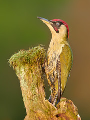 Green wodpecker (Picus viridis)