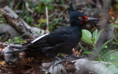 Giant woodpecker in Southern Patagonia