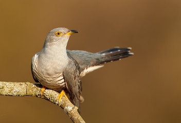 Common cuckoo (Cuculus canorus)