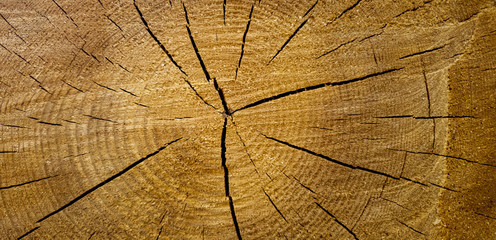 Sawn tree close up. Tree in a cut close-up.