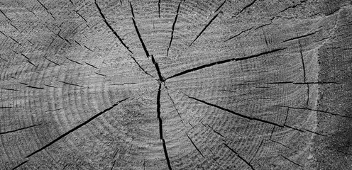 Sawn tree close up. Tree in a cut close-up.