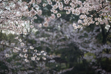 公園の桜