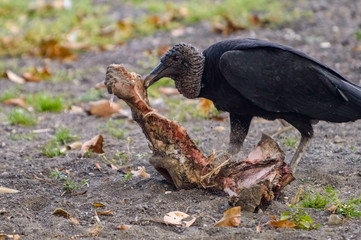 Black vulture feeding on the shore of lake Catemaco, Veracruz, Mexico