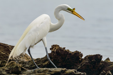 Great egret (Ardea alba), fishing in lake Catemaco, Veracruz, Mexico #3