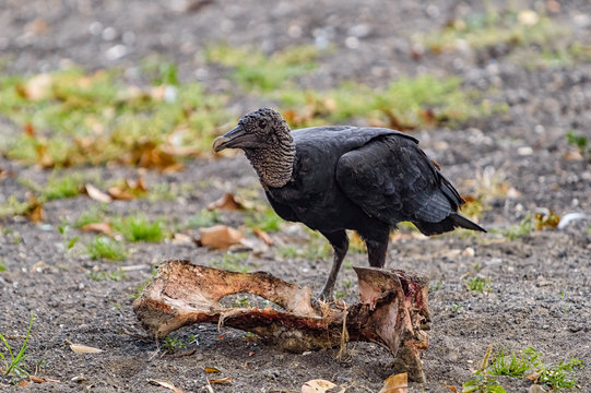 Black vulture feeding on the shore of lake Catemaco, Veracruz, Mexico #2