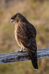 Portrait of a brown chimango