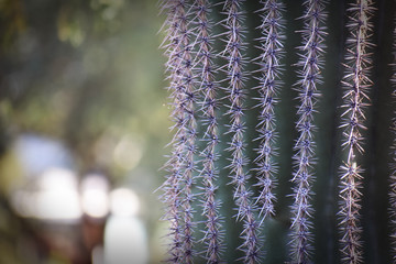 Close up of Cactus