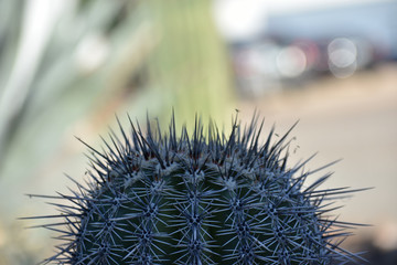 closeup of a cactus
